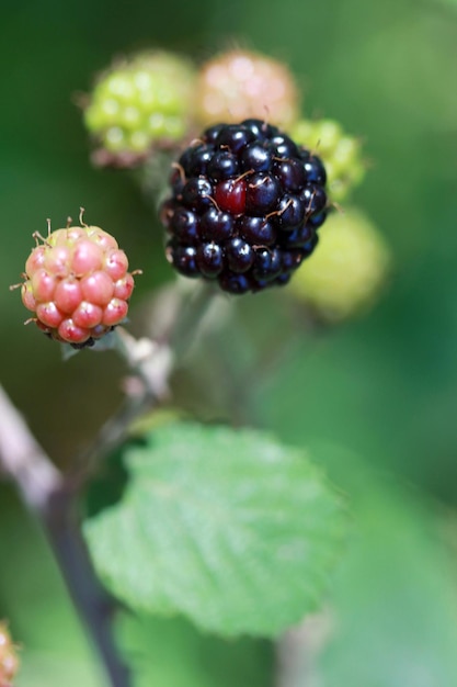 Foto brombeerfrucht