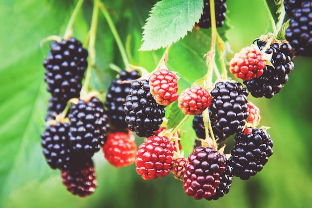 Brombeerpflanze im Garten reifende Brombeeren auf Zweigbrombeerobst, die im Sommer wachsen