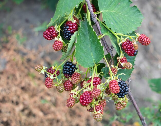 Brombeerstrauch im Reifungsprozess Vorteile von Brombeeren