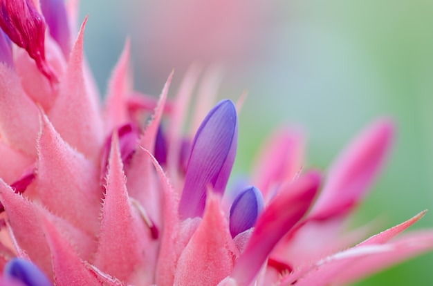 Bromelia (Aechmea fasciata)