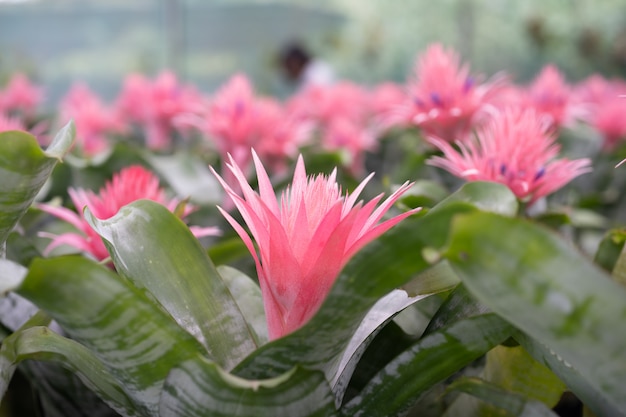 Foto bromelia (bromeliaceae) planta flor tropical