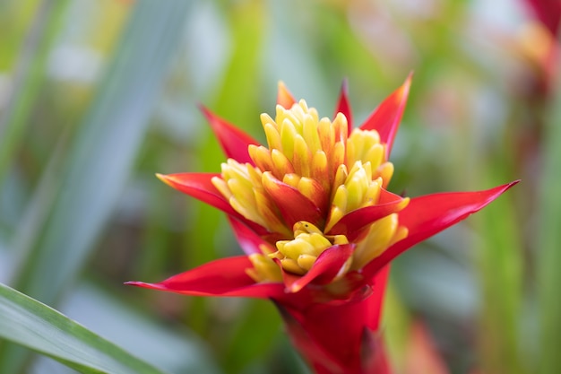 Bromelia (Bromeliaceae) planta flor tropical