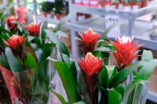 Foto bromelia guzmania, blume mit roten blütenblättern und grünen blättern. guzmania (tufted airplant) ist eine gattung von über 120 arten von blütenpflanzen in der botanischen familie bromeliaceae.