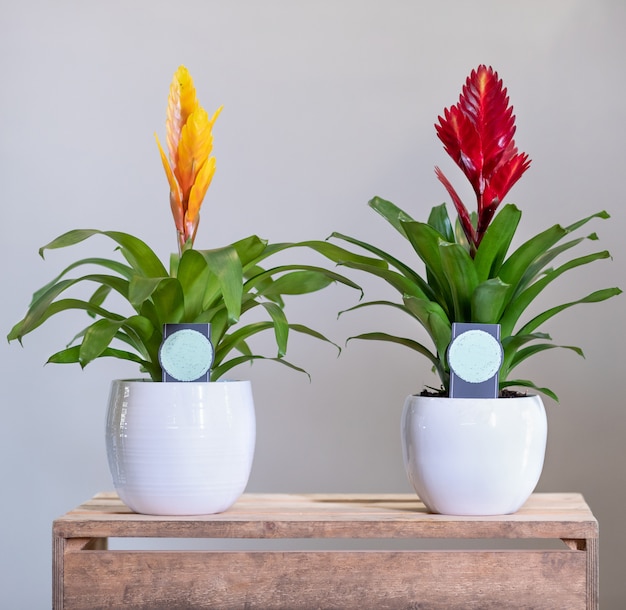 Bromelia roja y amarilla, plantas de Bromeliaceae en maceta blanca