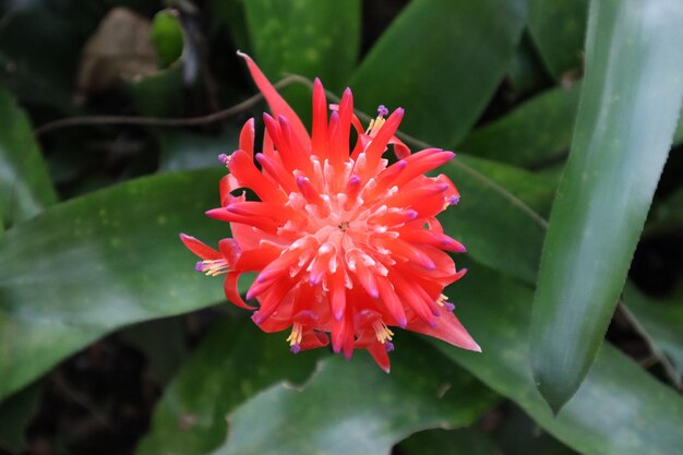 bromelia rojo hermosa flores jardín