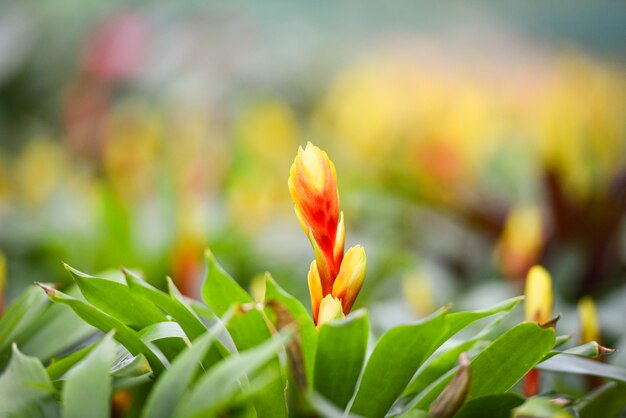 Bromeliad, flor, decorar, /, bonito, vermelho amarelo, bromeliad, jardim, plantas berçário, fundo