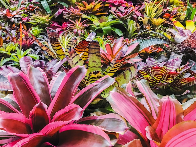 Bromeliad ou Urn Plant no jardim