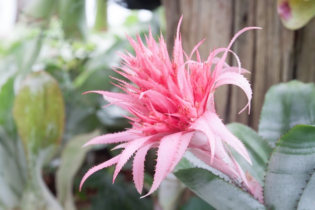 Bromeliad rosa sobre fondo de hoja verde