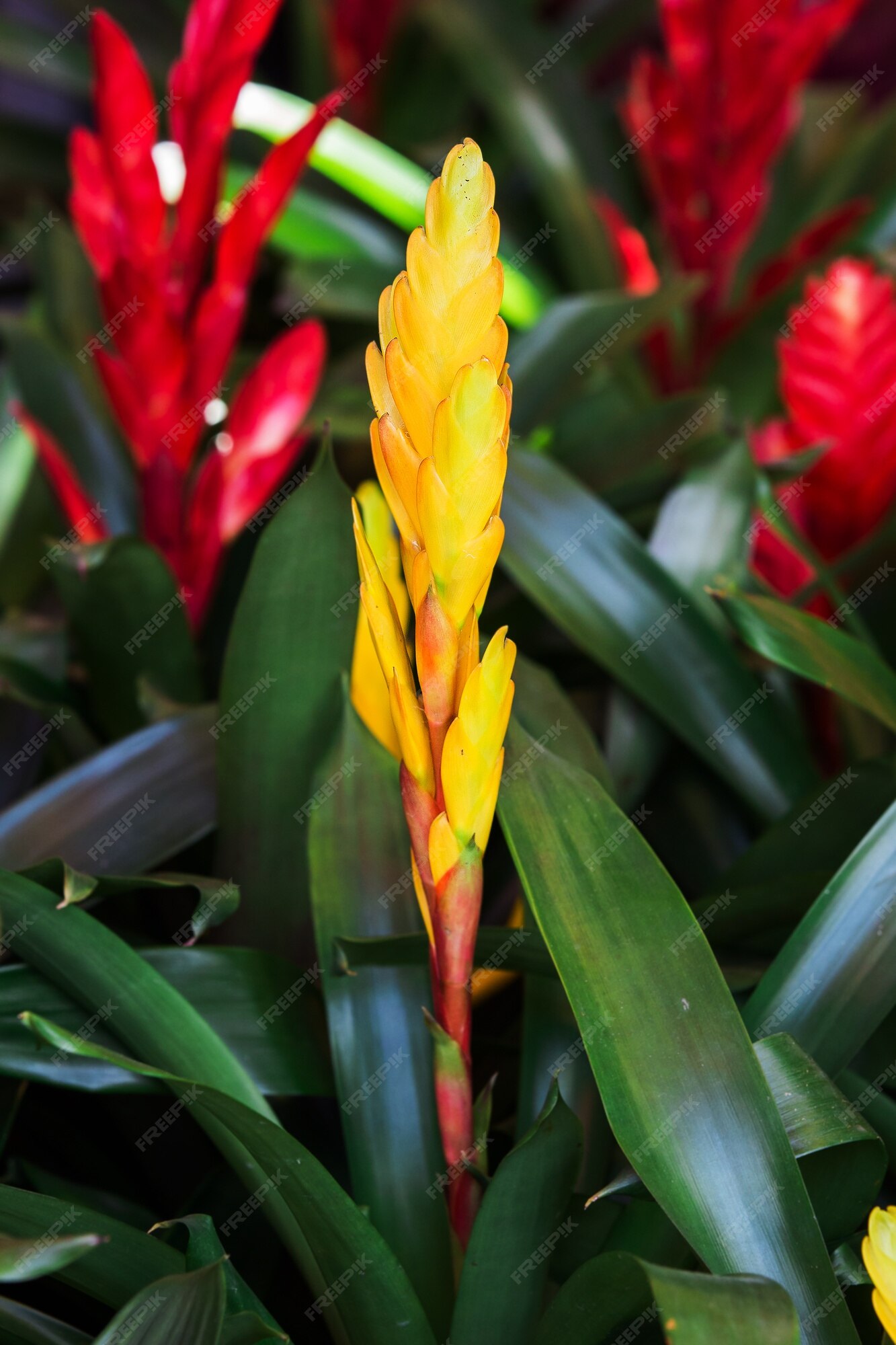 Bromelias amarillas | Foto Premium