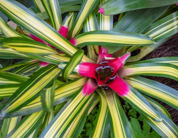 bromelias de colores