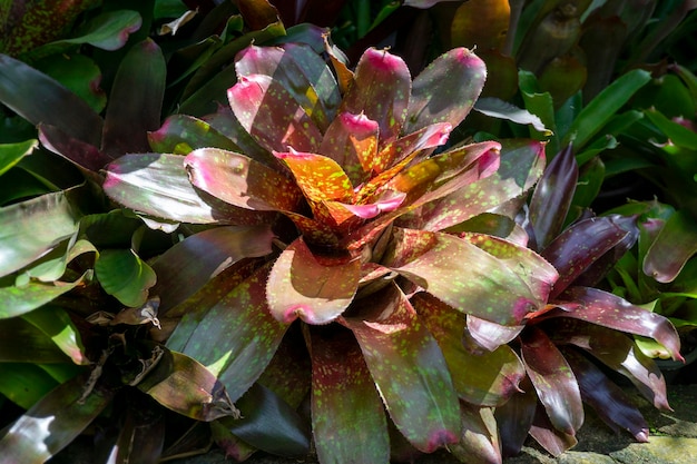 Bromélias tropicais coloridas em um jardim verde com fundo desfocado de folhas verdes