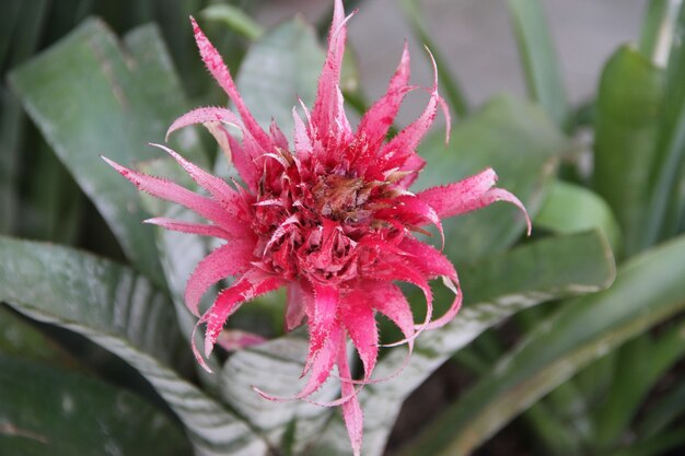 bromelias en verano