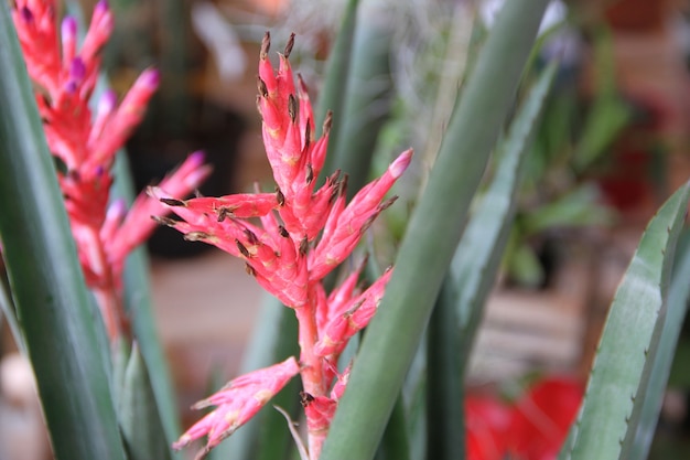 bromelias en verano