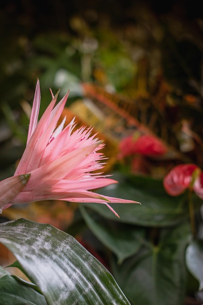 Foto bromelie-ansichtsprofil in rosa, mit anderen tropischen pflanzen im gartencenter mit verschwommenem hintergrund. unscharfer hintergrund.
