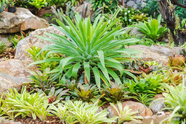 Bromelie oder Aechmea fasciata