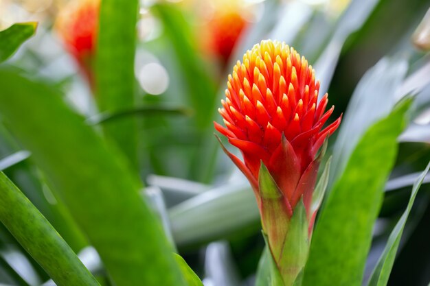 Bromelieblume im Garten am sonnigen Sommer- oder Frühlingstag.