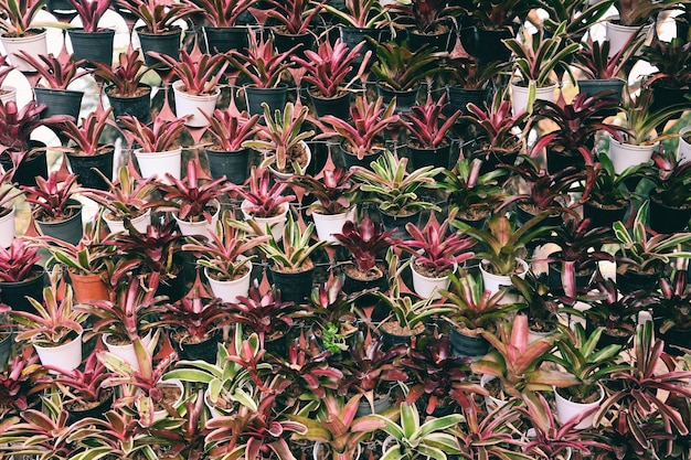 Bromelien im Topf hängen es an einer natürlichen Wand Pflanzenwand Bromelienblüte im Garten