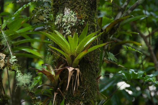 Bromelien Tropicales aus Mittelamerika