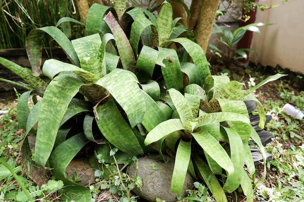 Bromelien und grüne Blätter im Garten