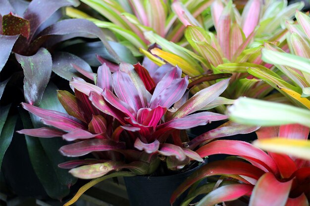 Bromelienfarben verwischen den Hintergrund