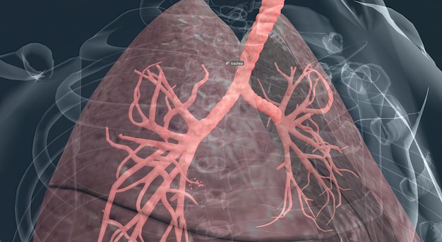 Foto bronchiolen und alveolen in der lunge