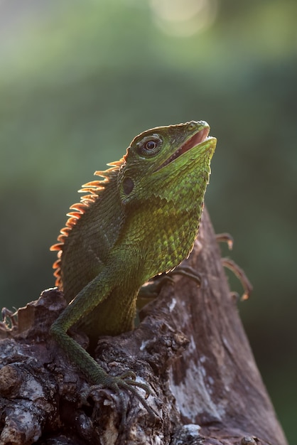 Bronchocela jubata disfruta del sol