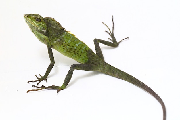 Bronchocela jubata floresta lagarto isolado no branco