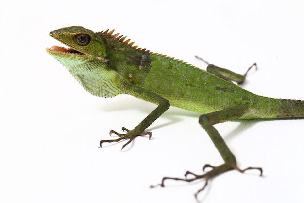 Bronchocela jubata floresta lagarto isolado no branco