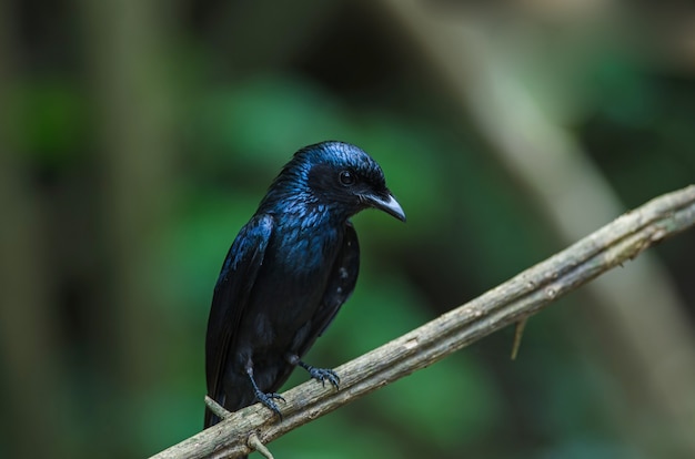 Bronzedrongovogel in der Natur