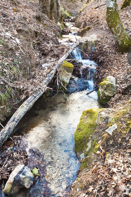 Brook na floresta de montanha na primavera