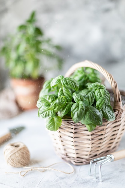 Brota ervas na panela e na cesta. plantio na primavera.