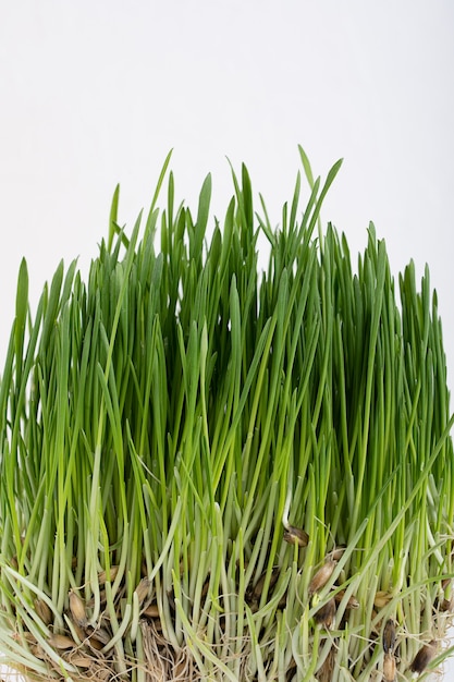 Brotación de semillas de avena que crecen como hierba verde fresca contra el fondo blanco.