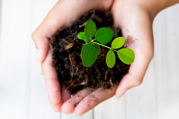 Brotar a planta e o solo segurando nas mãos. árvore crescendo e prevenir por humanos.