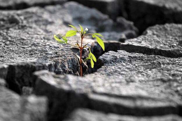 Brotar plantas que crecen en tierra agrietada muy seca