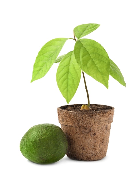 Brote de aguacate joven con hojas en maceta de turba y fruta sobre fondo blanco