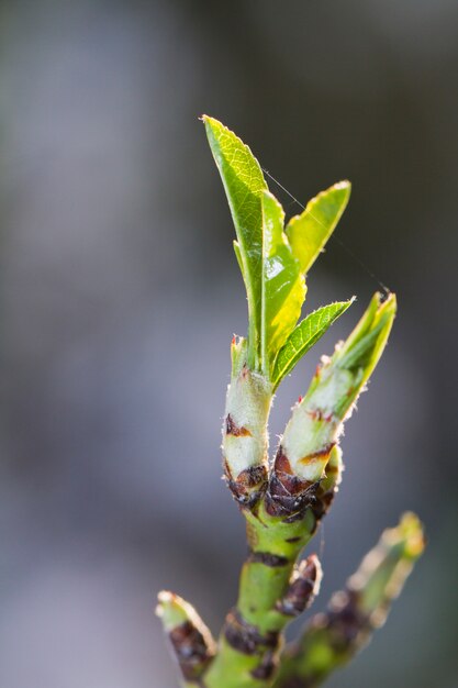 Brote de almendra