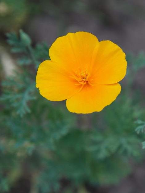 Brote amarillo de flor con hojas verdes sobre fondo borroso. Poca profundidad de campo. Vista superior.