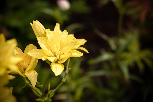 Brote amarillo en las gotas de rocío