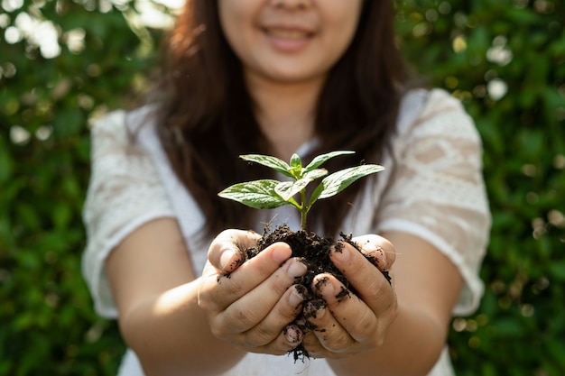 Brote de árbol de planta joven en mano de mujer.