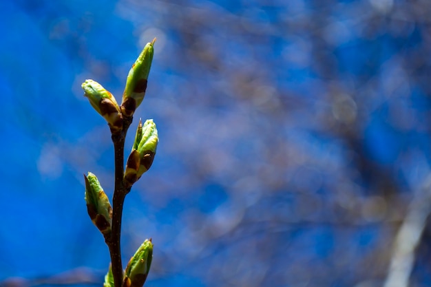 Brote de árbol de primavera primavera fresca verde se acerca brunch joven verde con cielos azules suaves en el fondo