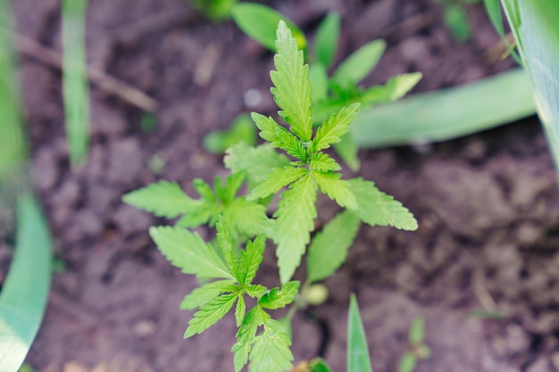 Brote de cáñamo cultivo ilegal de cannabis