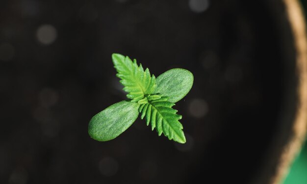 Brote de cannabis en maceta