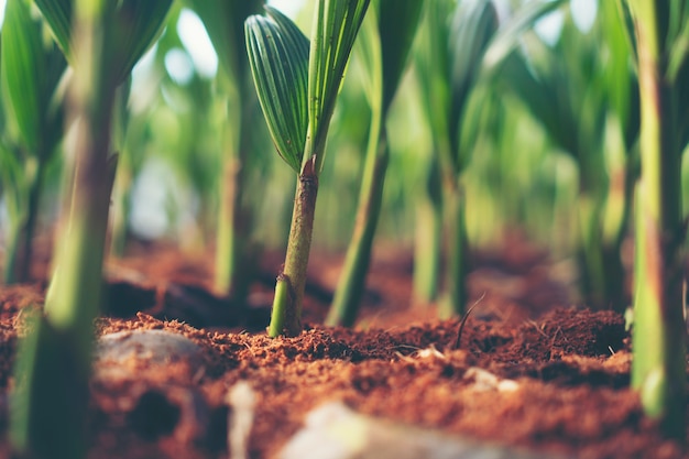 Brote de cocotero, germinación de germen de coco joven, licencia verde