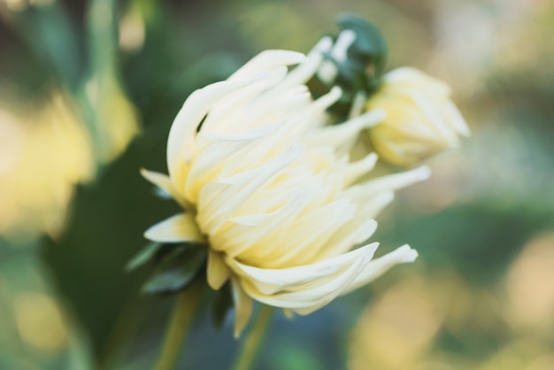 Brote de dalia. Flor blanca del jardín