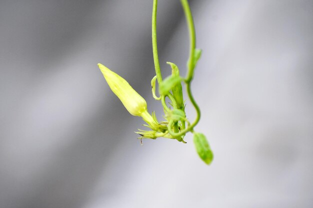 Foto un brote de una flor de higo