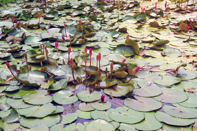 el brote de la flor de loto rosa en el estanque