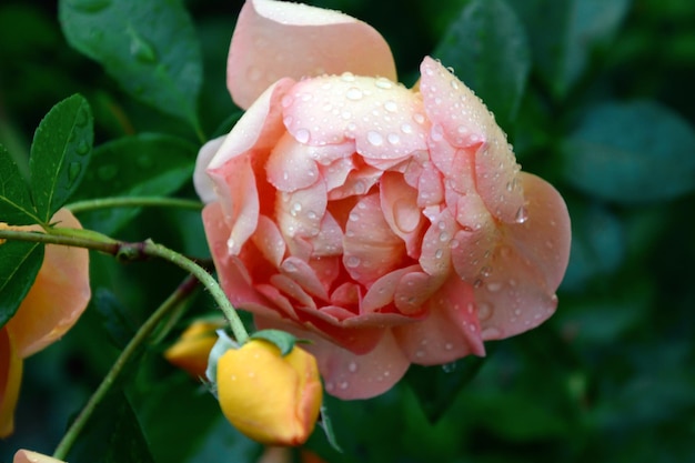 El brote de la flor de la rosa crema de primer plano Con fondo verde con hojas borrosas Las gotas de leche en la mascota