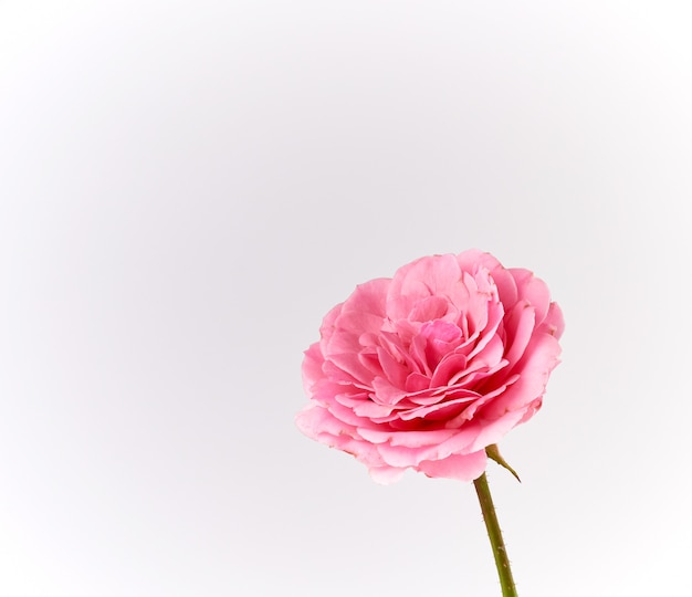 Brote de una flor rosa rosa sobre un fondo blanco.