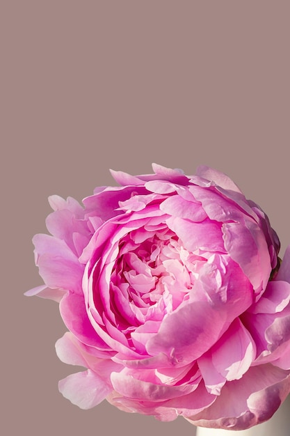 Brote floreciente de peonía rosa blanca esponjosa sobre un elegante fondo beige pastel mínimo Composición floral mínima creativa Impresionante fondo de pantalla de botánica o tarjeta de felicitación vívida