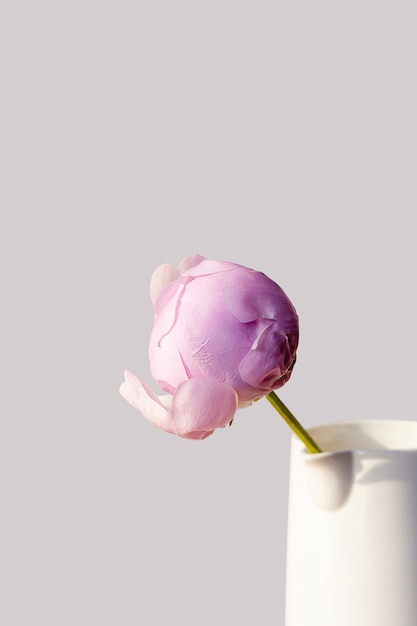 Brote floreciente de peonía rosa blanca esponjosa sobre un elegante fondo gris pastel mínimo Composición floral mínima creativa Impresionante fondo de pantalla de botánica o tarjeta de felicitación vívida